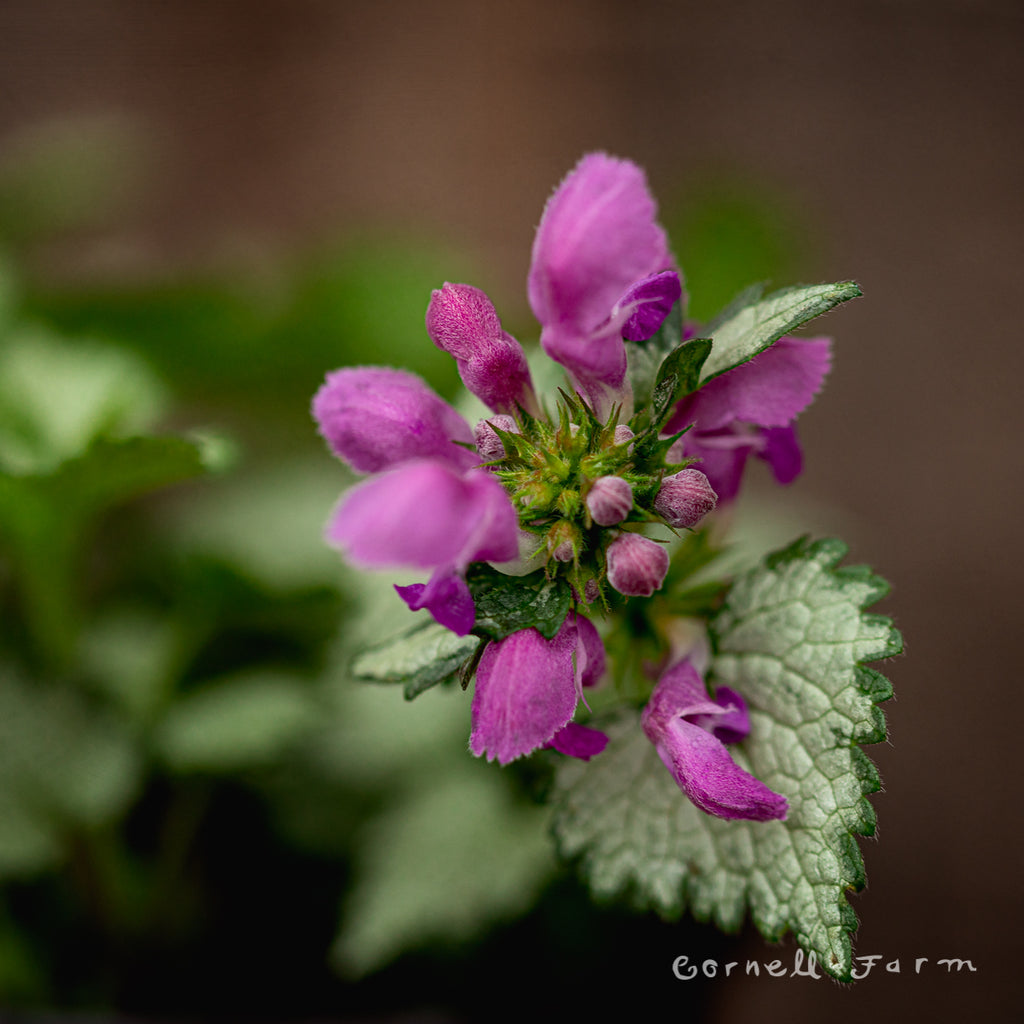 Lamium maculatum Ghost
