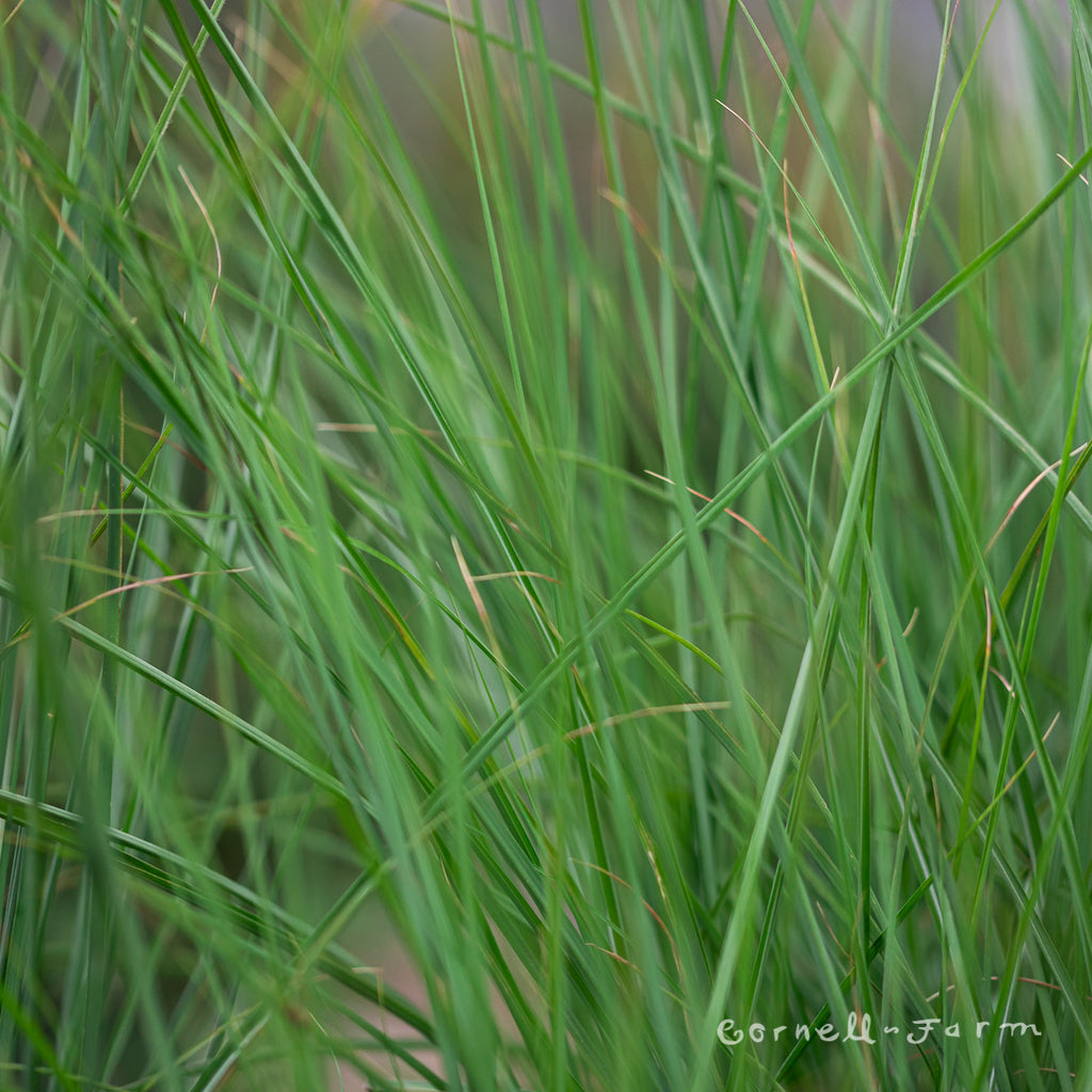 Cornell Farm Miscanthus Red Cloud