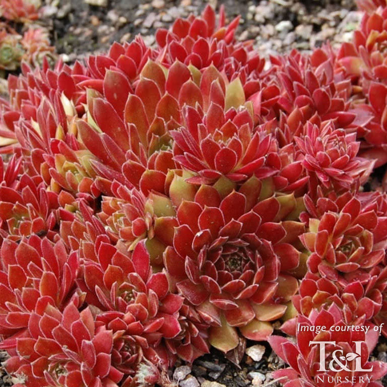 Sempervivum Royal Ruby 4in