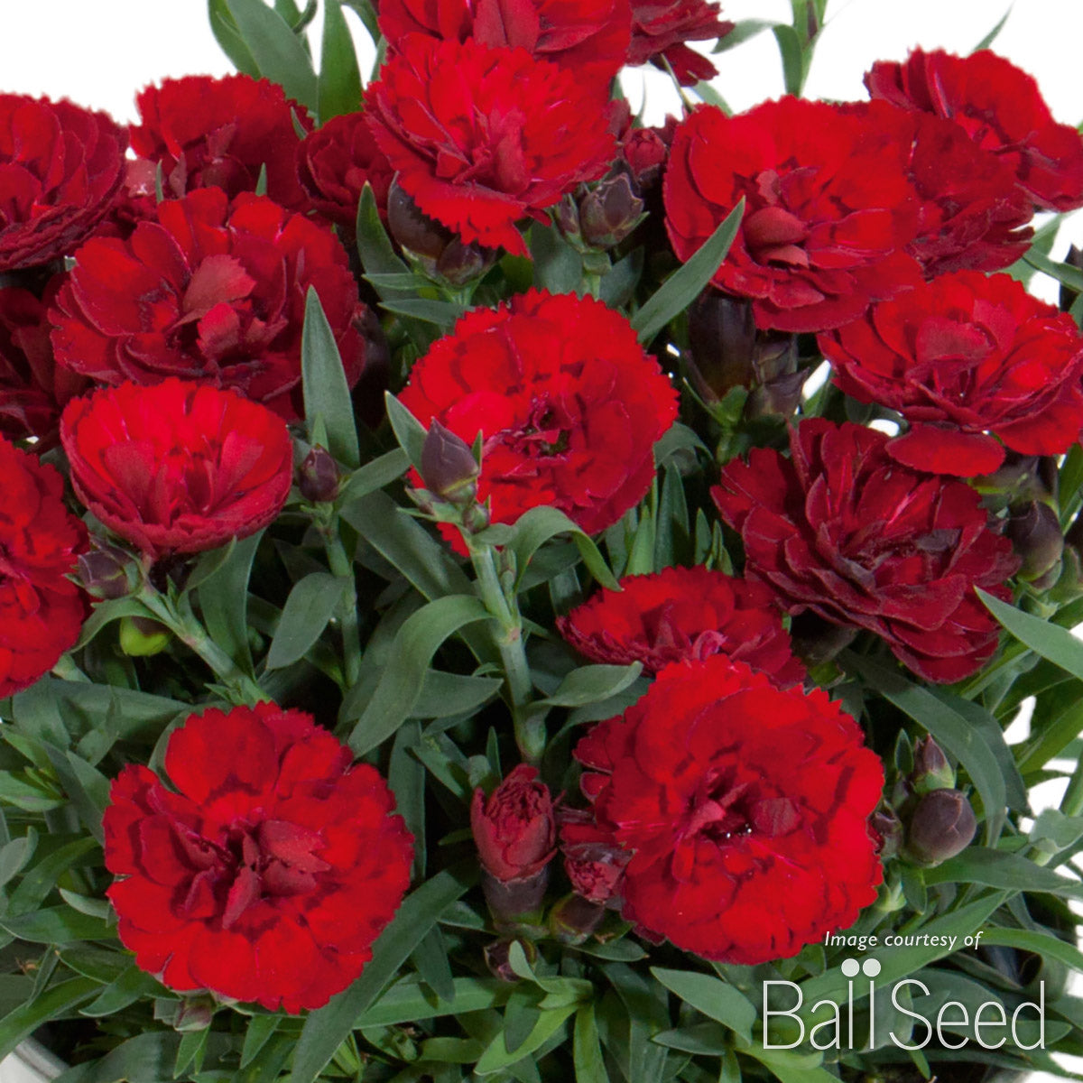 Dianthus Carmen Burgundy 4.25in CF