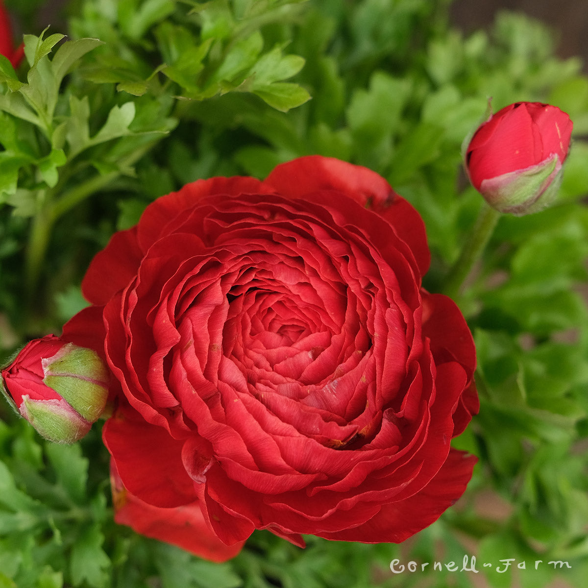 Ranunculus Red 6in – Cornell Farm