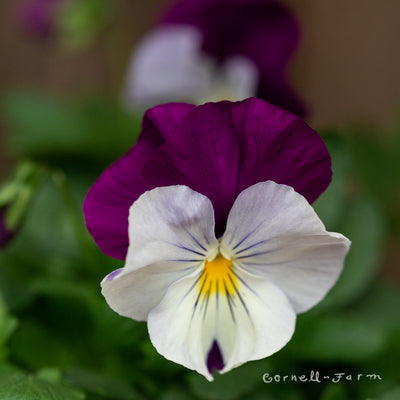 Pansy Cool Wave Berries 'N Cream Mix Qrt.