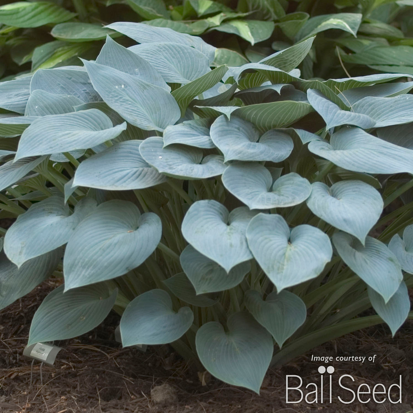 Hosta Halcyon 2Qrt