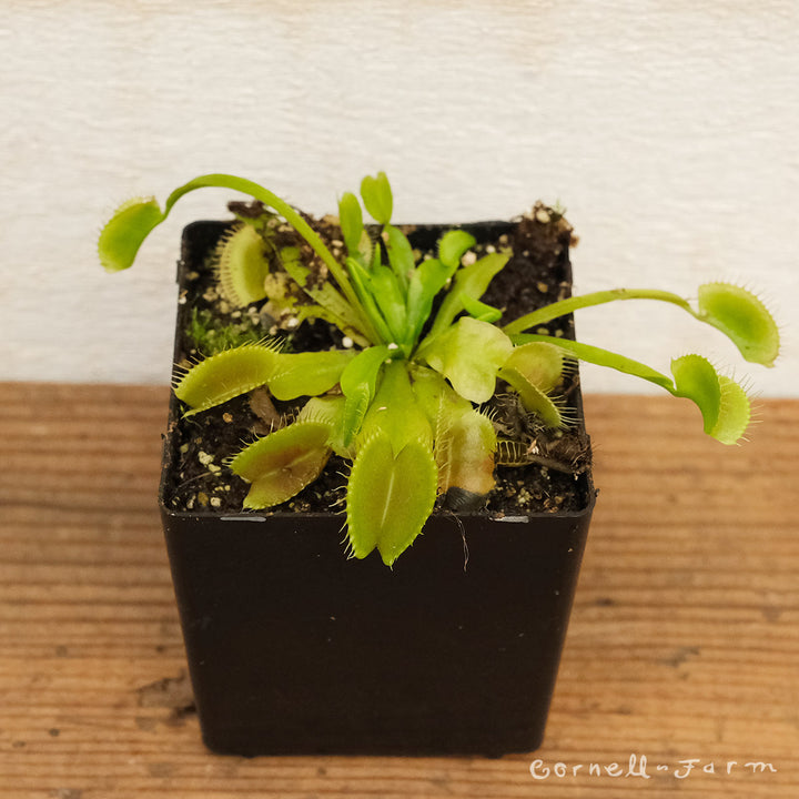 Dionaea muscipula 3in Venus Fly Trap – Cornell Farm