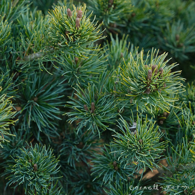 Pinus p. Catherine Elizabeth 3gal Japanese White PIne