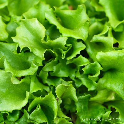 Lettuce Salanova Green Jumbo 6pk