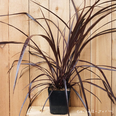 Cordyline Design A Line Burgundy 1gal