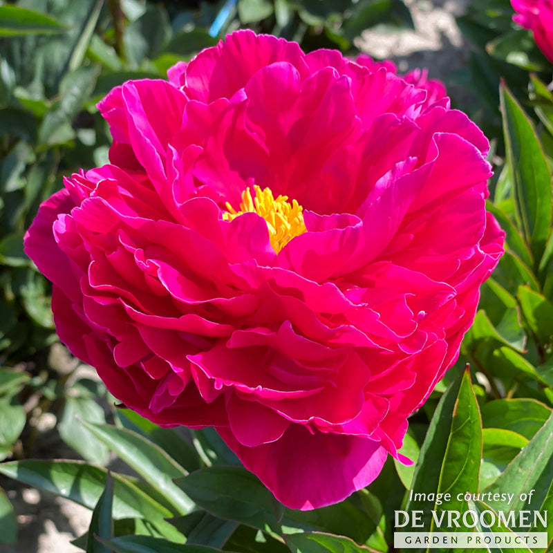 Paeonia Karl Rosenfield 2 gal Peony CF