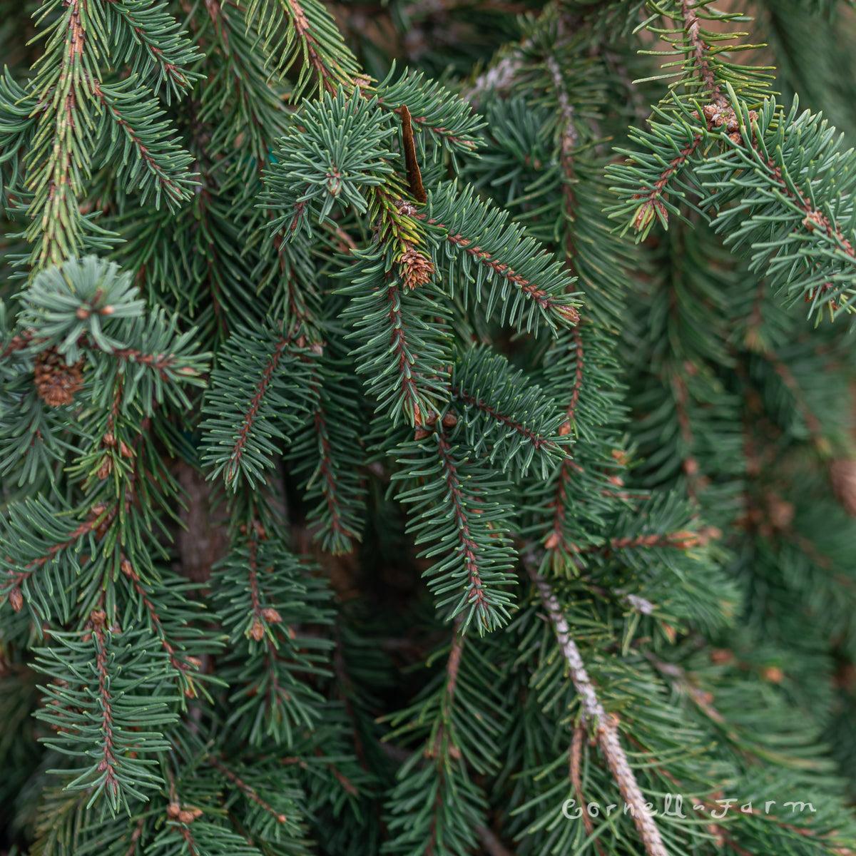 Picea a. Acrocona 3gal Norway Spruce