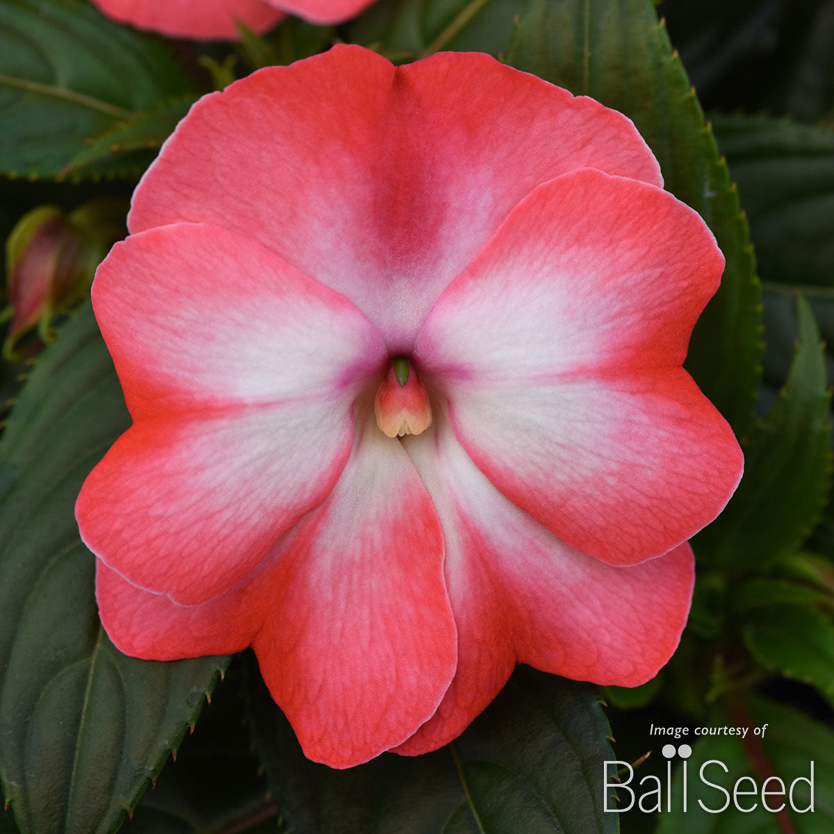 Impatiens-NG Peach Frost 4.25in ColorPower CF