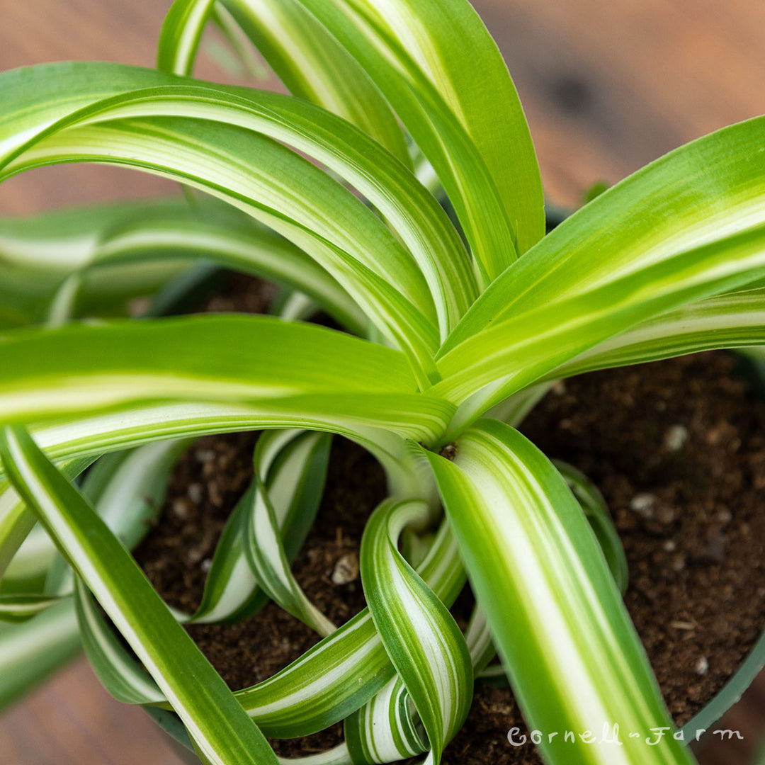 chlorophytum bonnie plant Chlorophytum Comosum 4in Bonnie Spider Plant – Cornell Farm