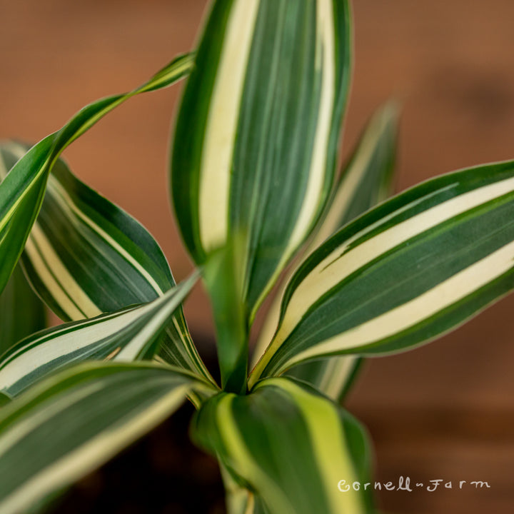 bamboo dracaena braunii Dracaena braunii 4in Lucky Bamboo – Cornell Farm