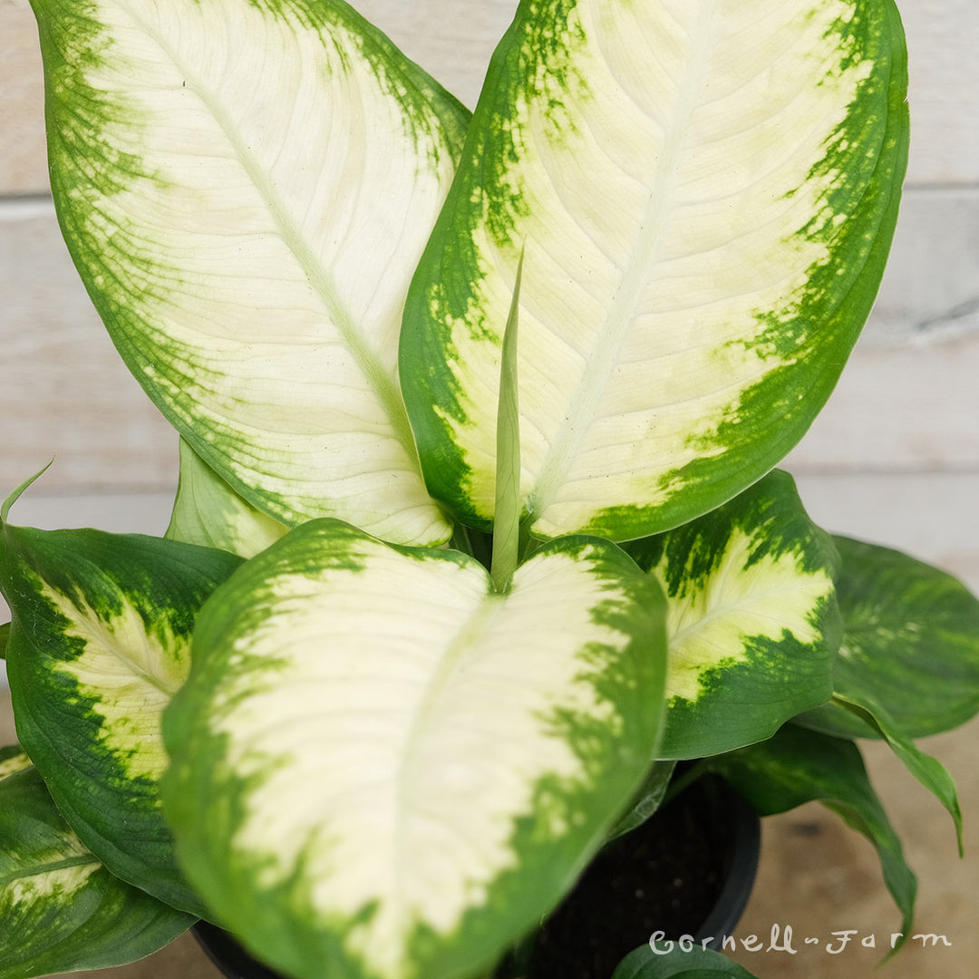 dieffenbachia maculata camille Dieffenbachia maculata 6in Camille – Cornell Farm