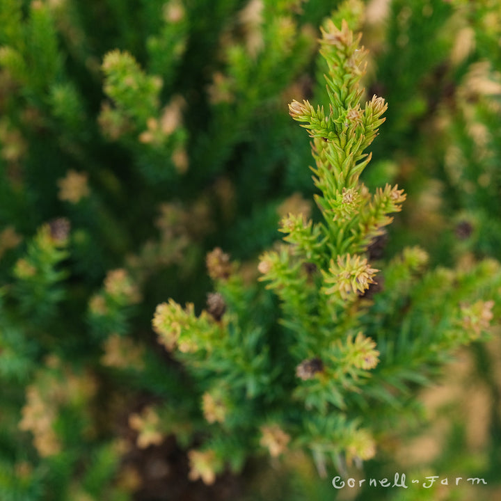 Cryptomeria j. Black Dragon 3gal – Cornell Farm