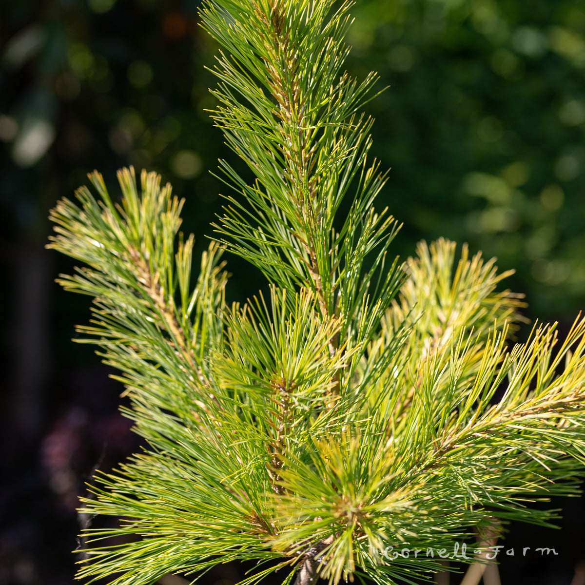 Pinus strobus Louie 3gal Eastern White PIne