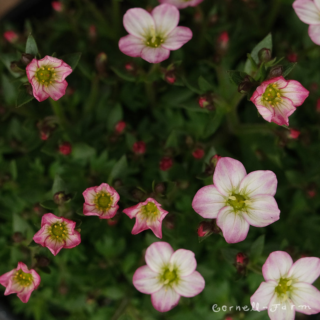 Saxifraga x Touran Neon Rose 1gal – Cornell Farm
