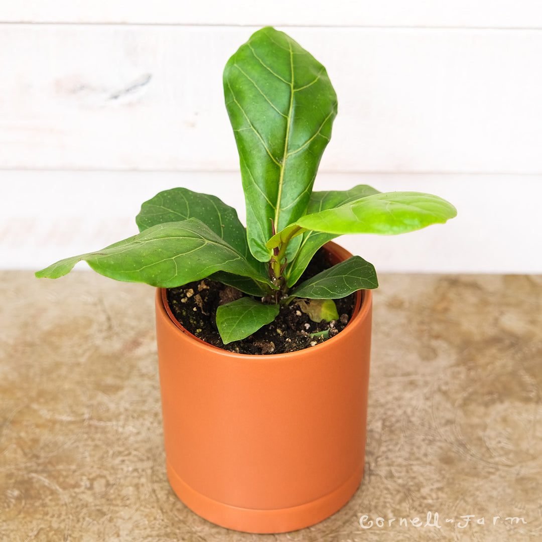 4 inch fiddle leaf fig Ficus lyrata 4in Fiddle Leaf Fig – Cornell Farm