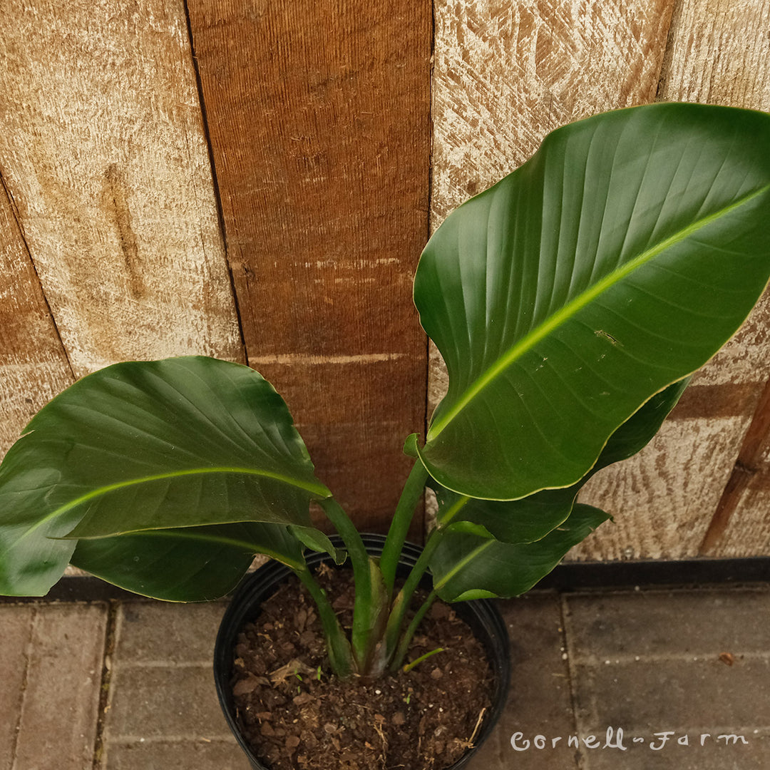 Strelitzia reginae 8in Bird of Paradise – Cornell Farm