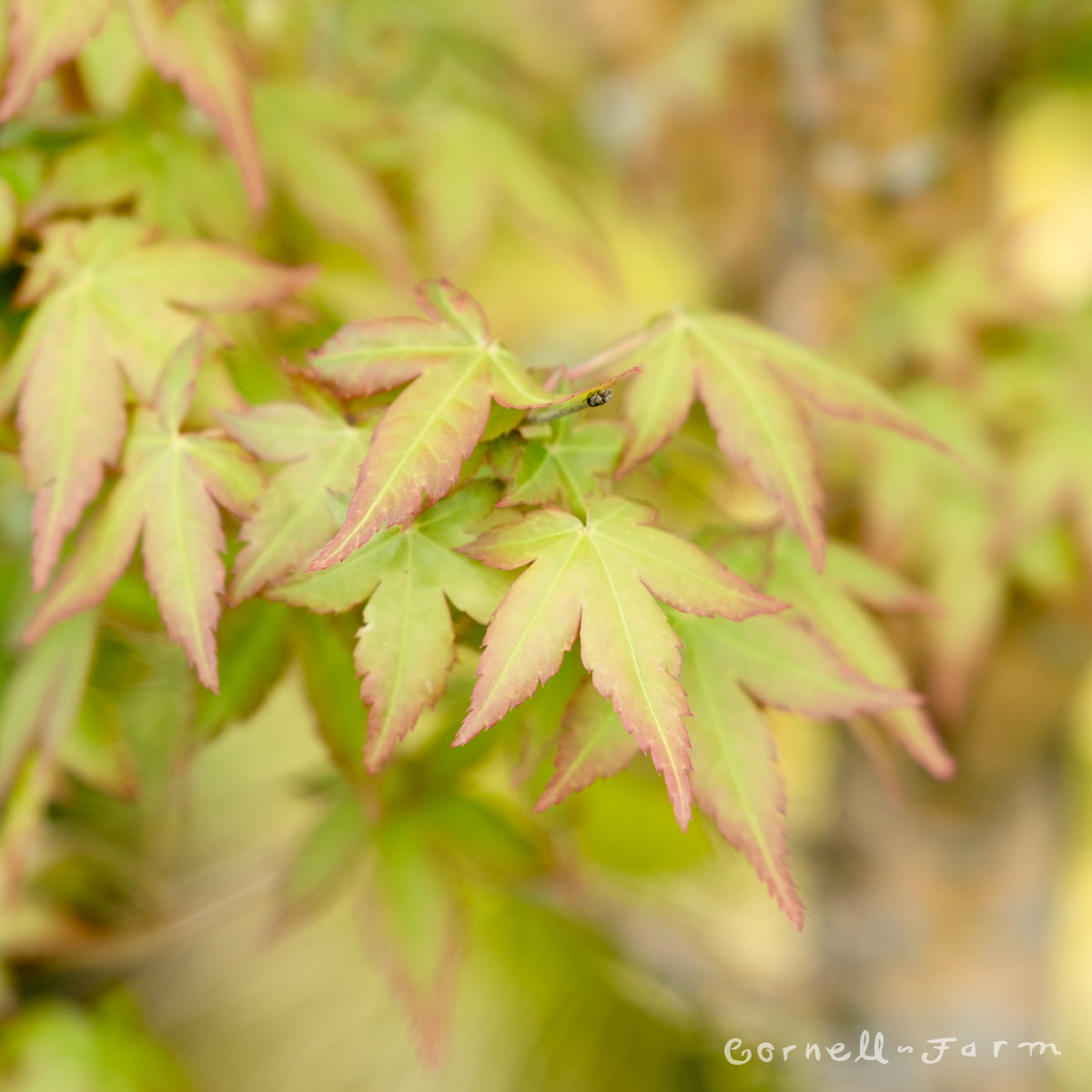 Acer p. Bihou 6gal Japanese Maple