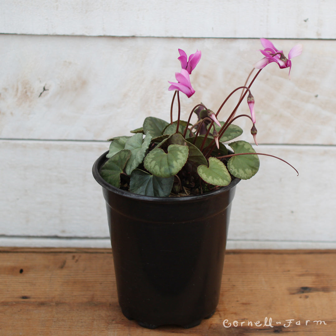planting cyclamen coum Cyclamen coum Silver Form Qrt. – Cornell Farm