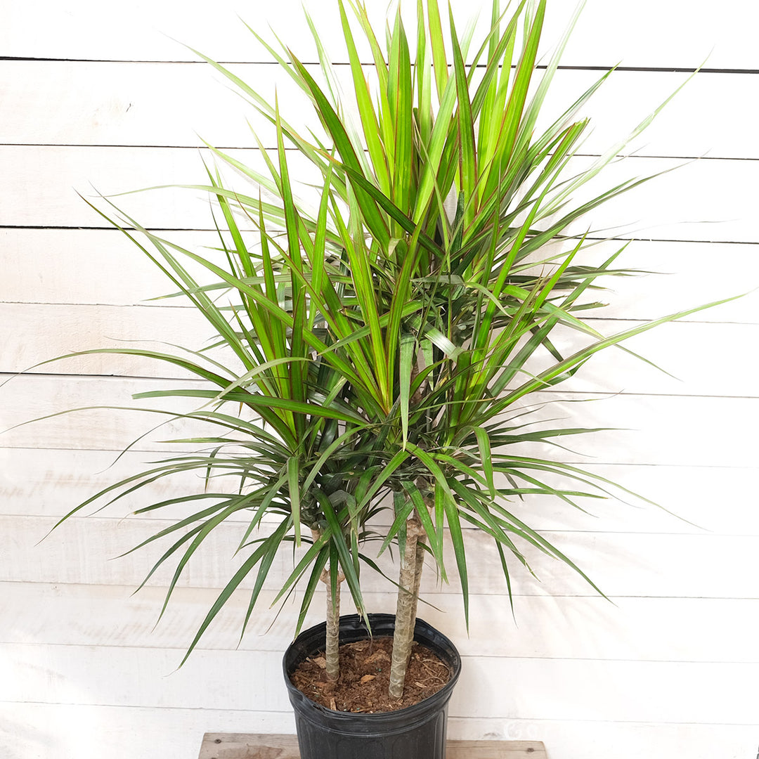 dracaena marginata staggered Dracaena 9in Marginata Cane C/B – Cornell Farm