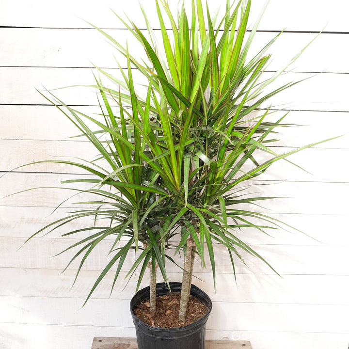 dracaena marginata origin Dracaena 9in Marginata Cane C/B – Cornell Farm
