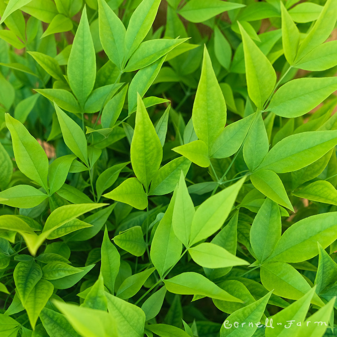 Nandina d. Lemon Lime 3gal Heavenly Bamboo – Cornell Farm
