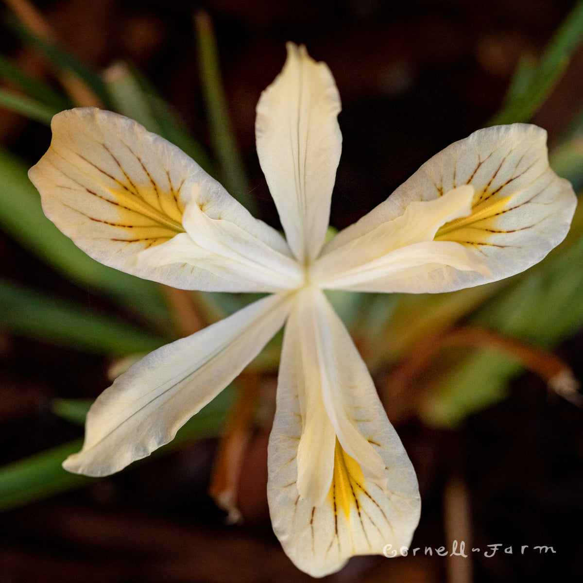 Iris chrysophylla 1gal Yellowleaf Iris