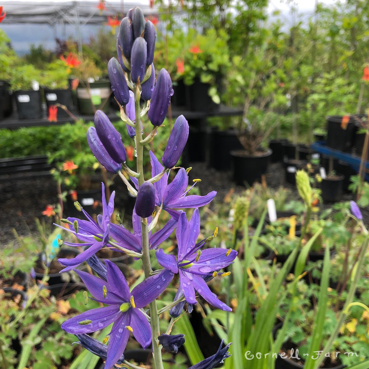 Camassia leichtlinii Qrt