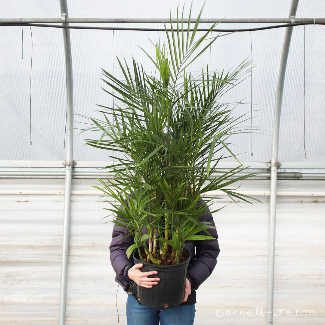 bamboo palm plant near me Chamaedorea seifrizii 10in Bamboo Palm – Cornell Farm