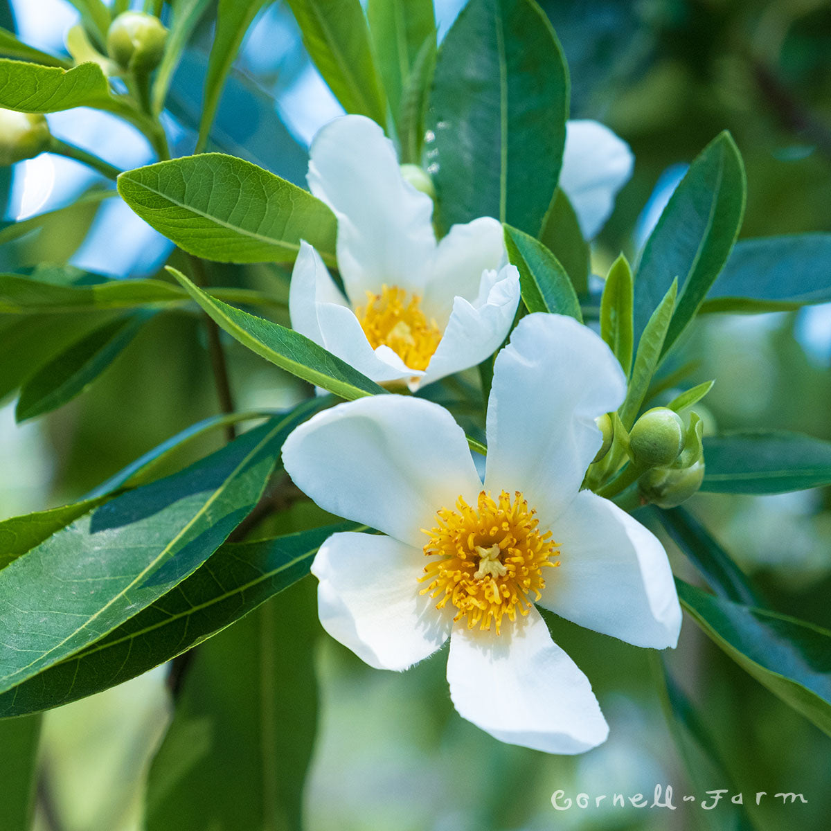 Gordlinia grandiflora 6gal Mountain Gordlinia