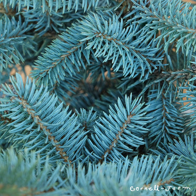 Picea pungens All Spruced Up 3gal Blue Spruce