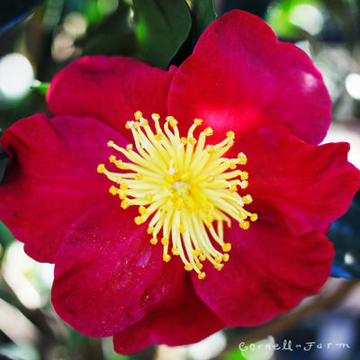 Camellia s. Yuletide 1gal