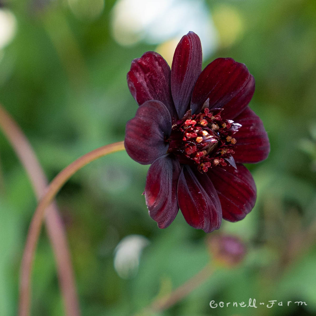 chocolate cosmos flower seeds Cosmos Choco Mocha Qrt. CF – Cornell Farm