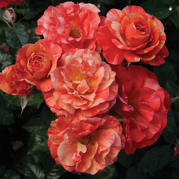 frida plant Rose Frida Kahlo 5gal Floribunda
