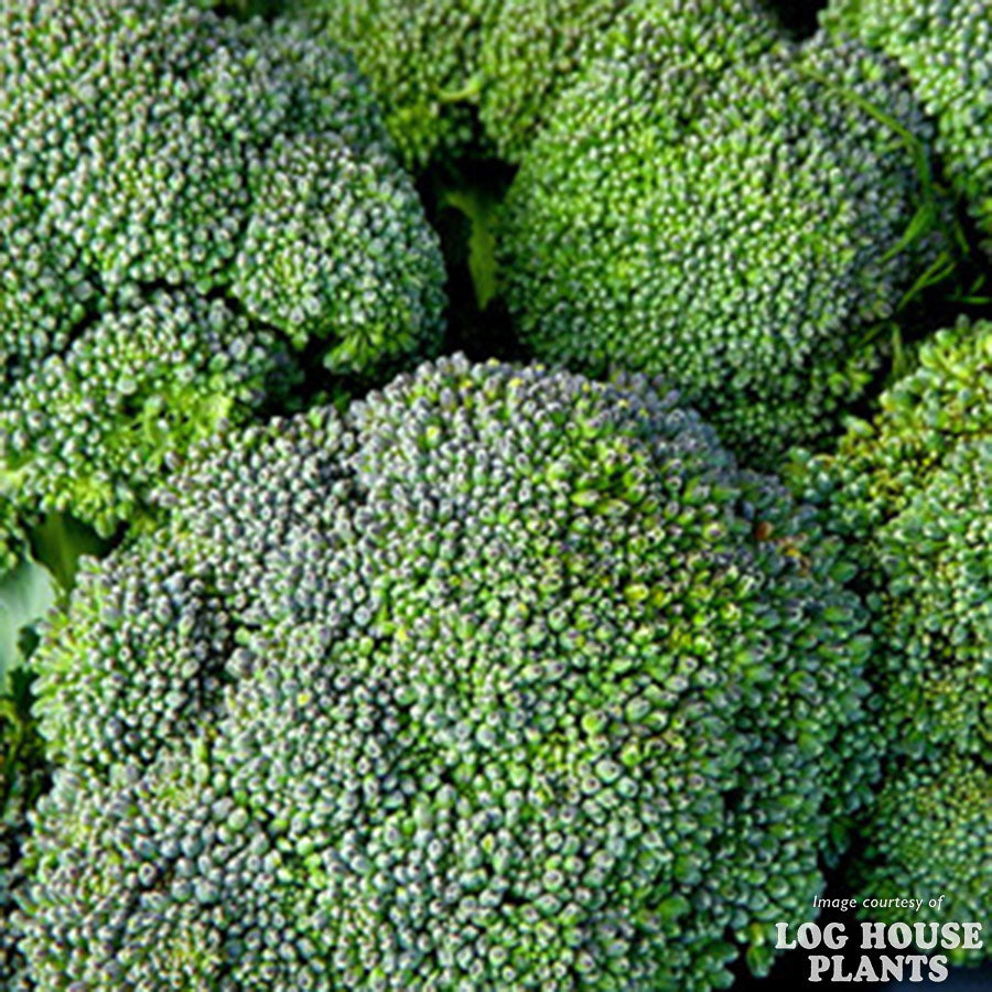 Broccoli Fall Blend Jumbo 6pk
