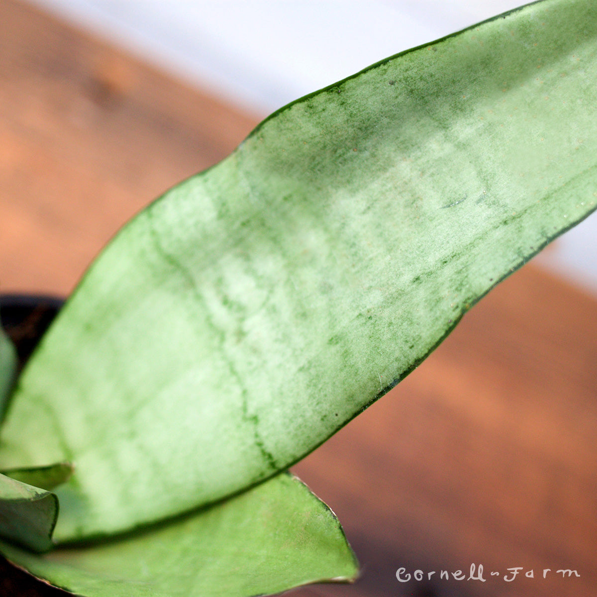 moonshine snake plant wrinkled leaves Sansevieria trifasciata 6in Moonshine snake plant – Cornell Farm