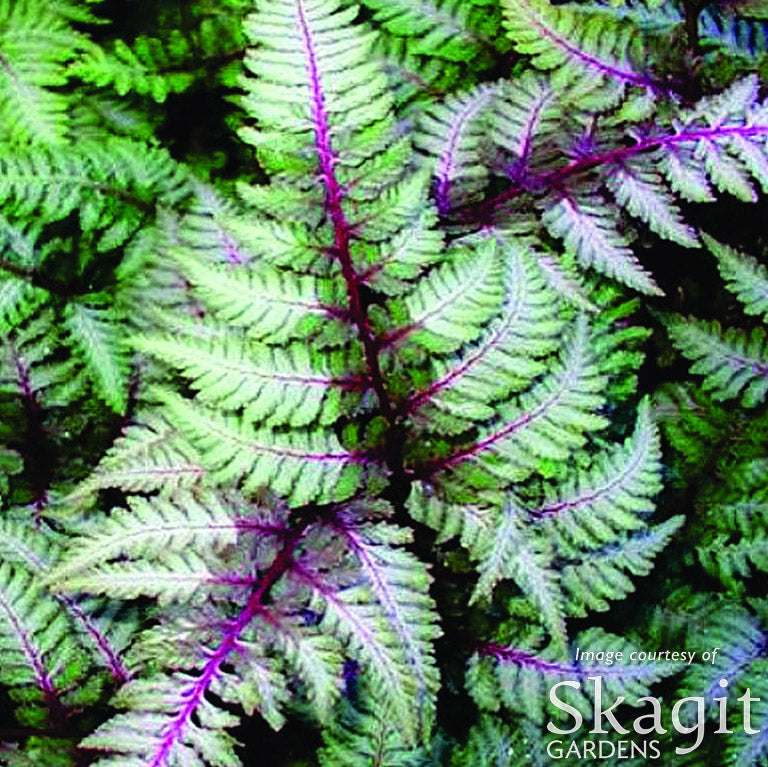 Athyrium n. Pictum Regal Red Qrt