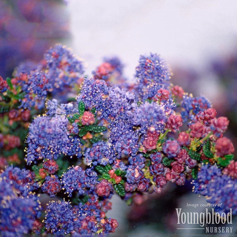 california lilac plant Ceanothus i. Dark Star 1gal California Lilac