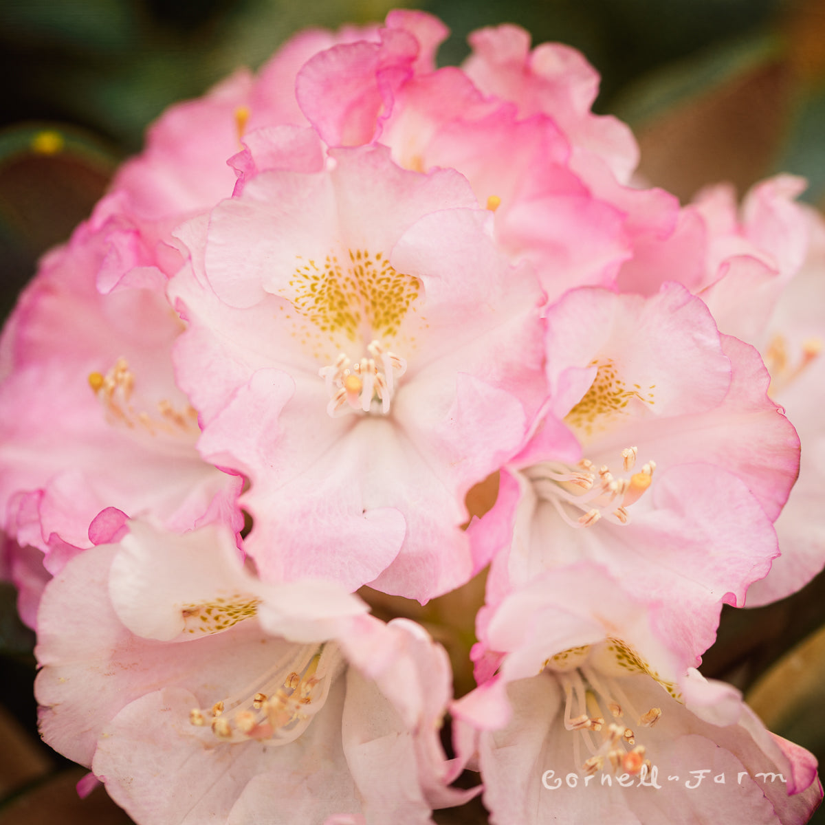 Rhododendron Ken Janeck 1gal