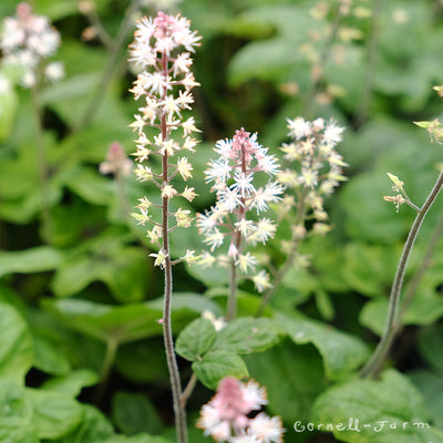 Tiarella Spring Symphony Qrt. CF