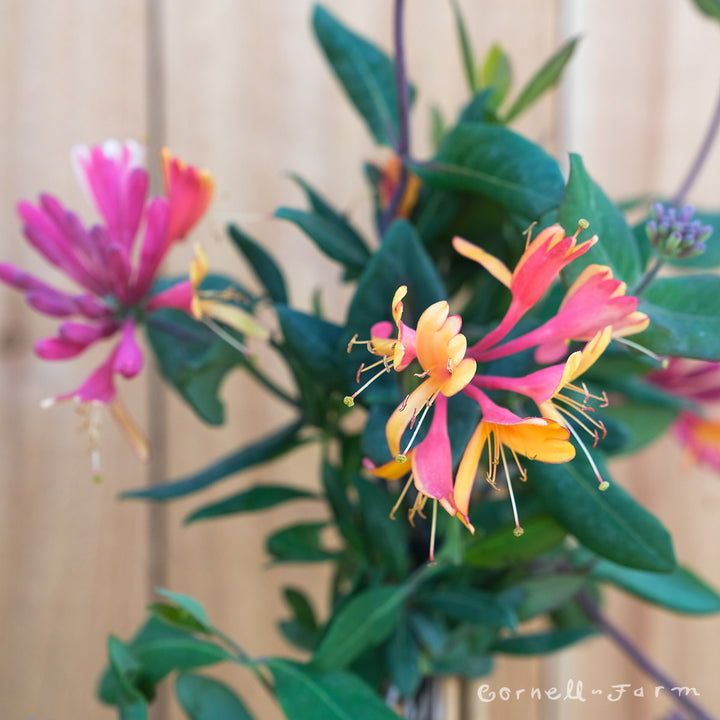 Lonicera x h. Goldflame 1gal ST – Cornell Farm