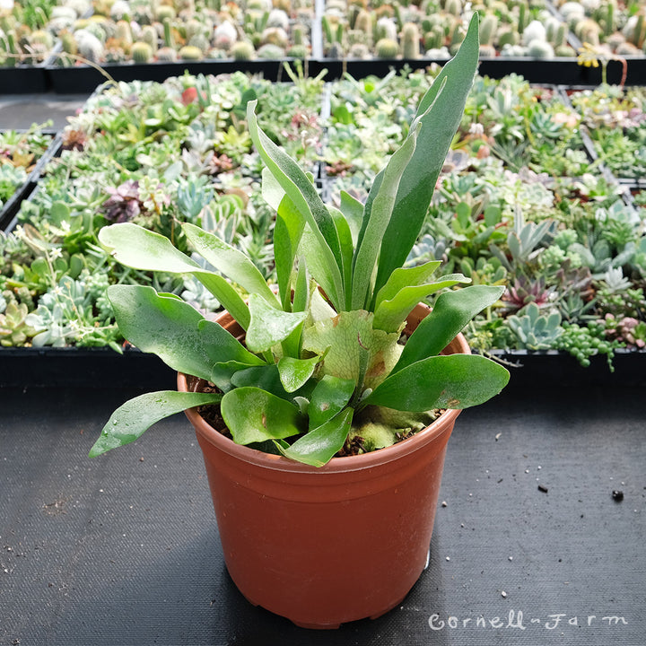 Platycerium bifurcatum 8in Netherlands Staghorn Fern – Cornell Farm
