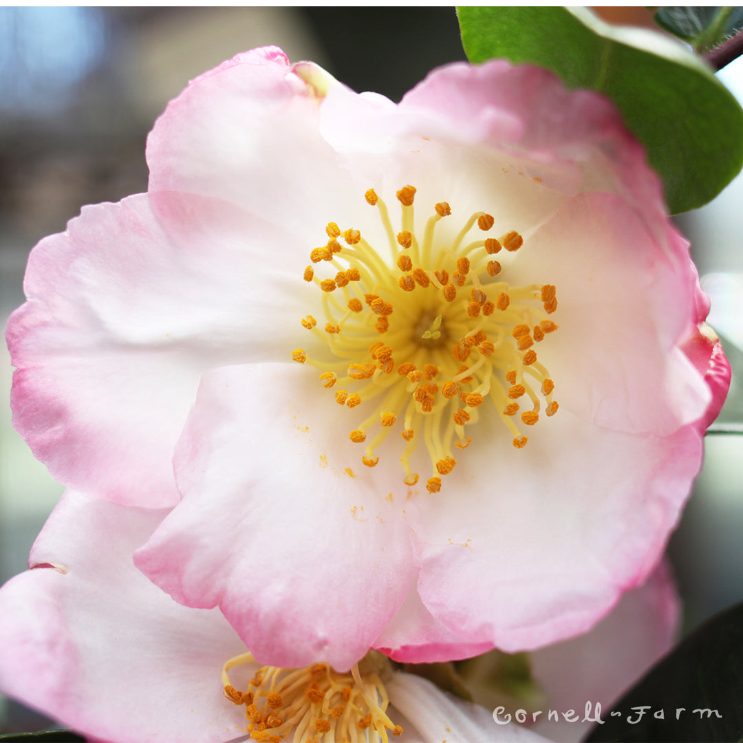 Camellia s. Apple Blossom 5gal ESP – Cornell Farm