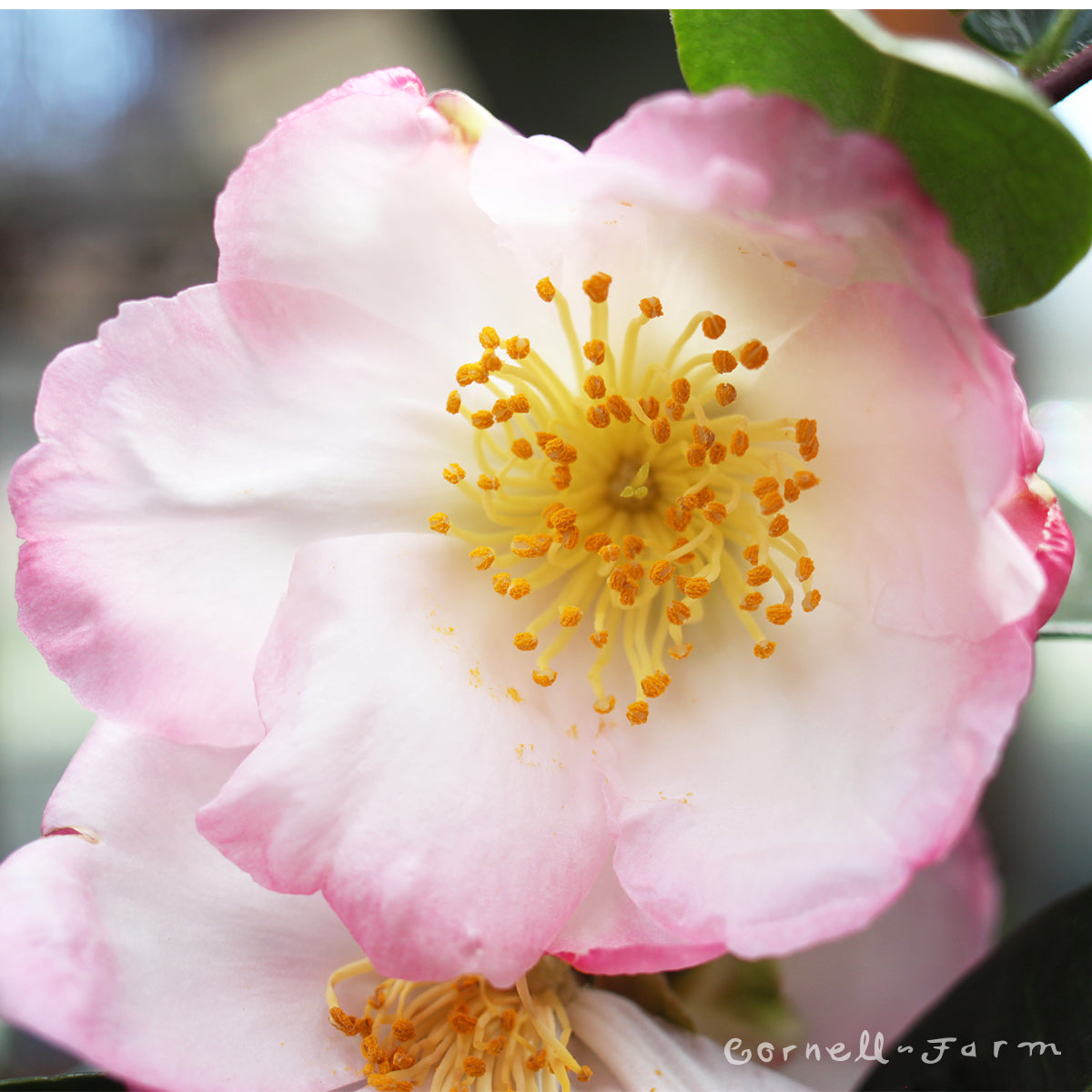 Camellia s. Apple Blossom 5gal  ESP