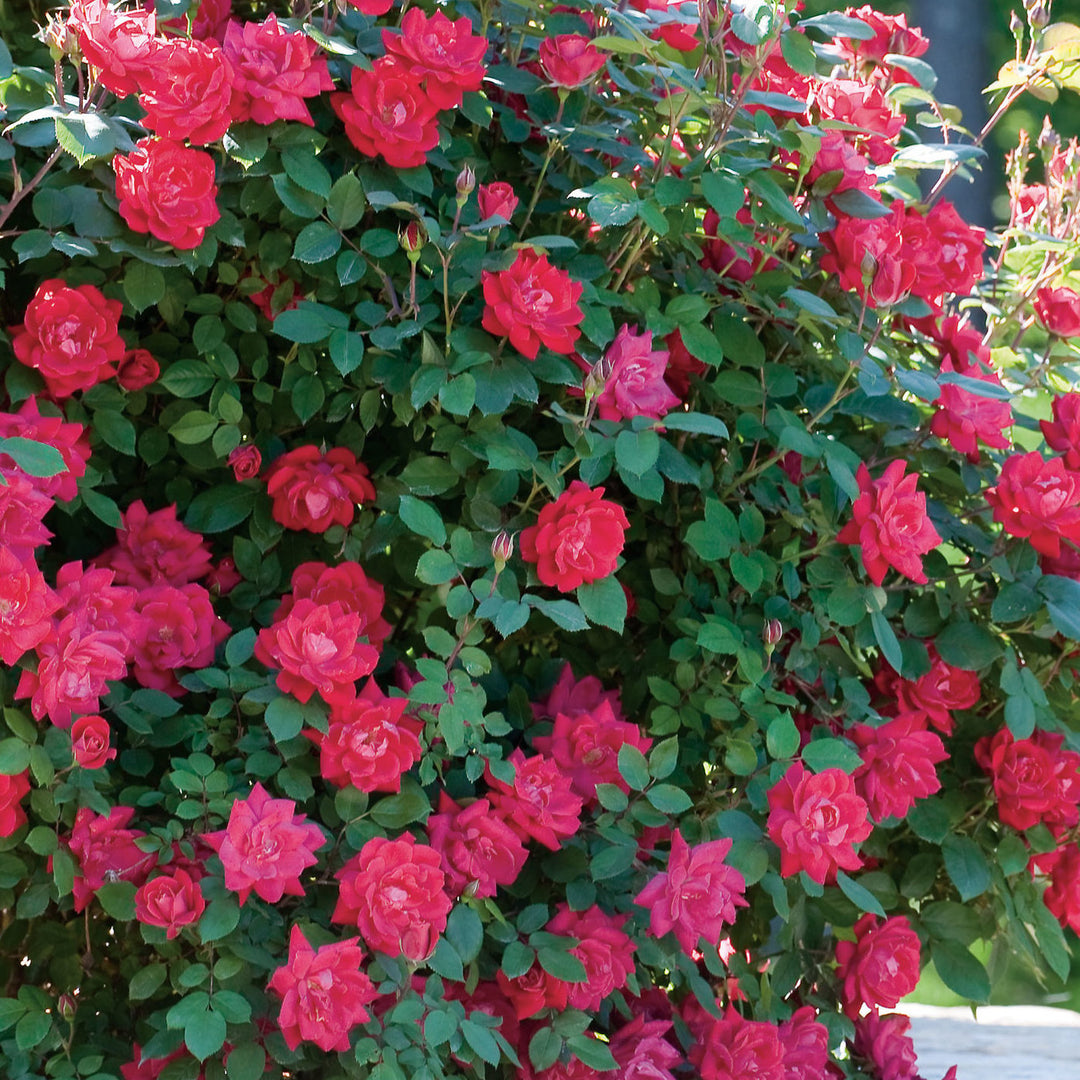 Rose Knockout Double Red 5gal Shrub – Cornell Farm