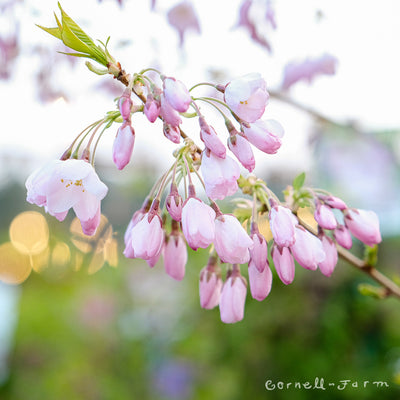 Prunus Akebono 15gal, 1.25in Blush double-flowering Cherry