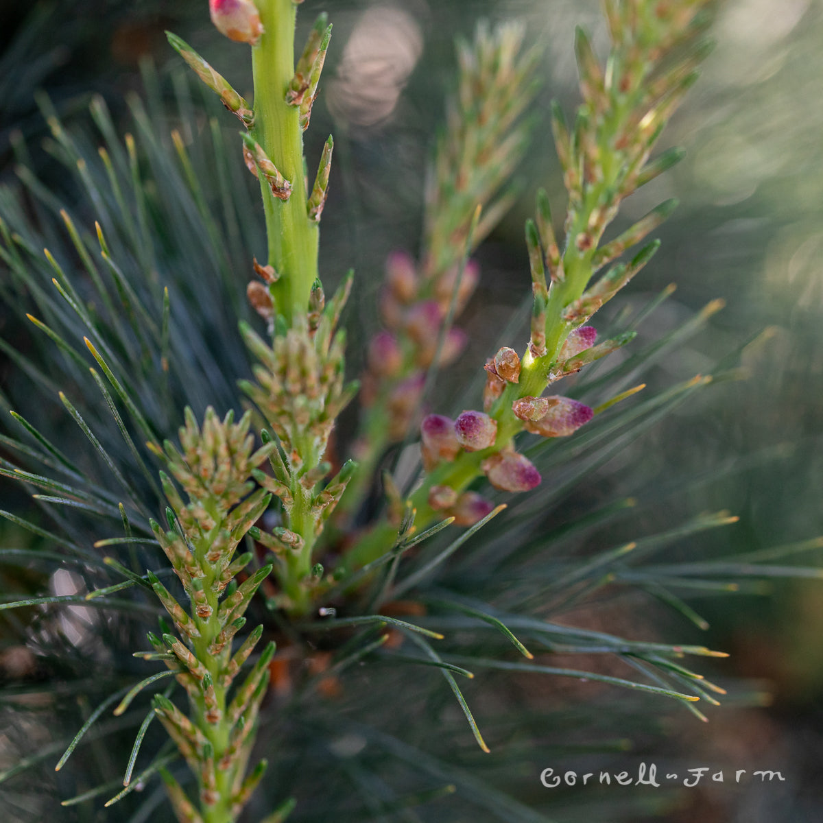 Pinus strobus Stowe Pillar 6gal 30-36" Eastern White Pine