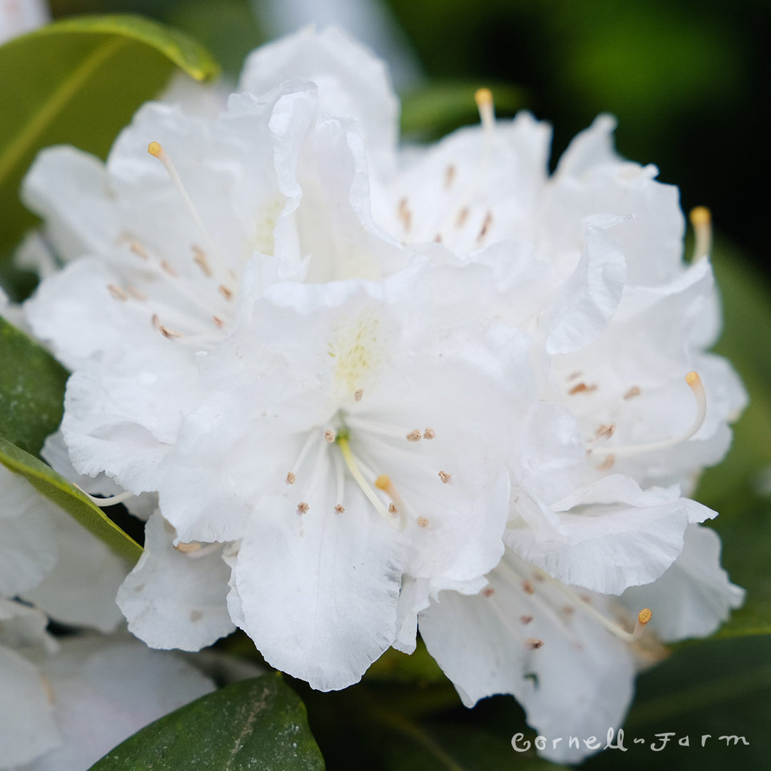 Rhododendron Boule de Neige 2gal – Cornell Farm