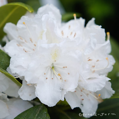 Rhododendron Boule de Neige 2gal